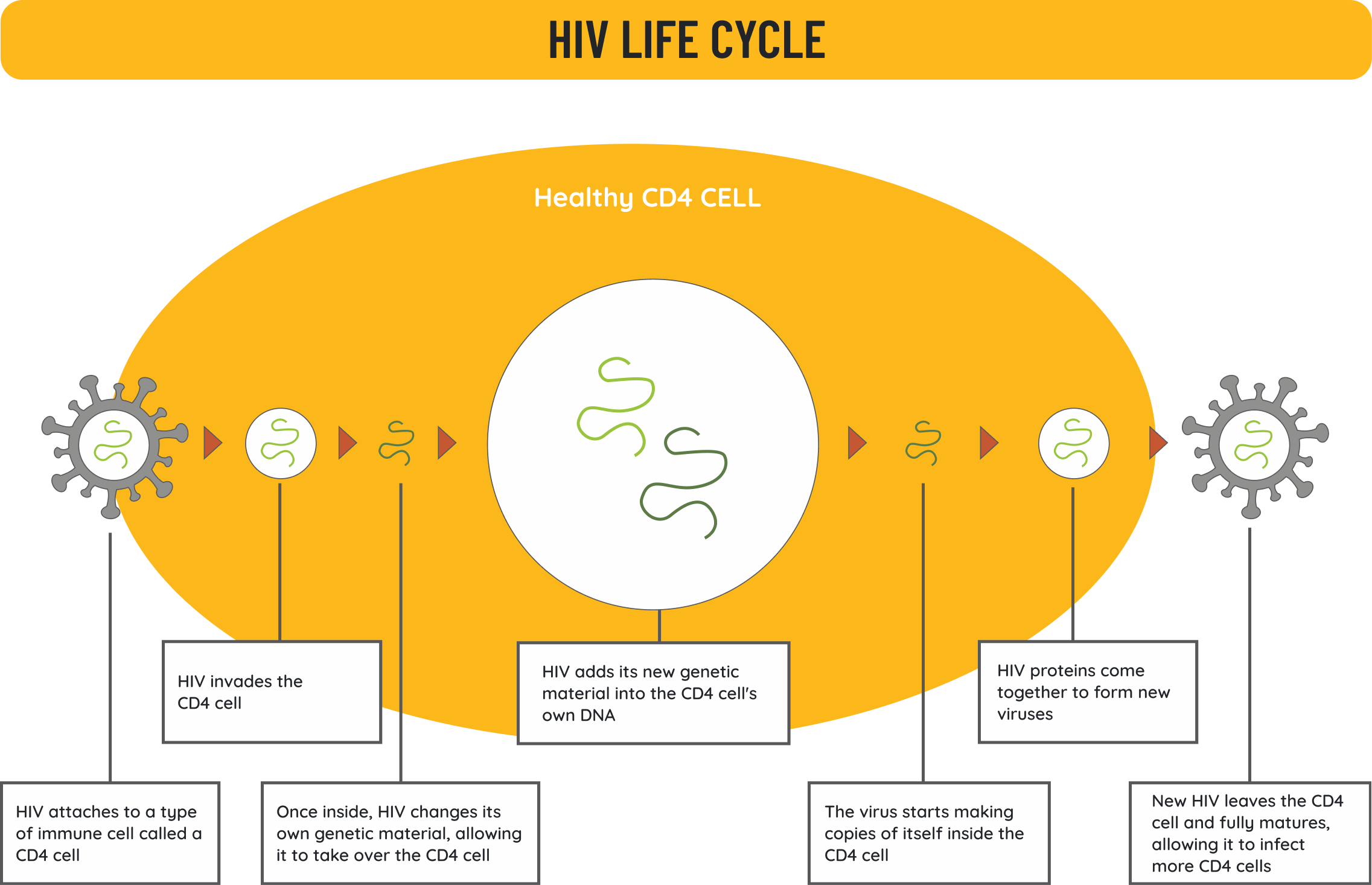HIV Life Cycle